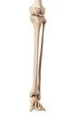 The lower leg bones Royalty Free Stock Photo