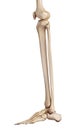 The lower leg bones