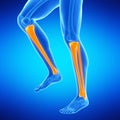 the lower leg bones Royalty Free Stock Photo