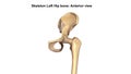 Lower Limb Bones Anterior view Royalty Free Stock Photo