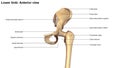 Lower Limb Bones Anterior view