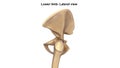 Lower Limb Bones Lateral view Royalty Free Stock Photo