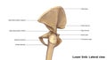 Lower Limb Bones Lateral view