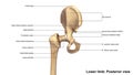 Lower Limb Bones Posterior view