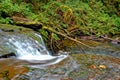 The Lower McDowell Creek, Oregon