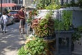 Lower Montague Street, Brooklyn Heights NYC