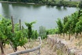 Dieblich, Germany - 07 29 2022: Monorail in steep vineyards above the Mosel Royalty Free Stock Photo