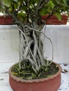 Lower part of a banyan bonsai in earthen tray