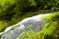 Lower part of Mac Lean Falls in the Catlins Royalty Free Stock Photo