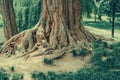 Lower part of an old acacia tree. Old tree in the park Royalty Free Stock Photo