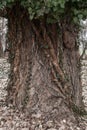 The lower part of the old big tree interwoven vines natural background Royalty Free Stock Photo