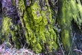 The lower part of the old tree. Real moss natural rich green color. A magical color