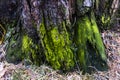 The lower part of the old tree. Real moss natural rich green color. A magical color