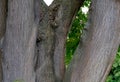 Lower part of several trunks of a large linden tree