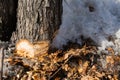 Lower part of the trunk of a tree cut off by an ax and chips around with snow Royalty Free Stock Photo