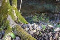 The lower parts of trees with roots in the form of chicken legs.