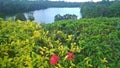 Lower Peirce Reservoir, Singapore Royalty Free Stock Photo