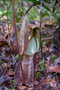 There are several variations in the size of the Nepenthes Rafflesiana pouch in the wild. Royalty Free Stock Photo