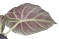 Lower red side of leaf of tropical `Alocasia Reginula` houseplant isolated on white background