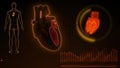 Function of Left Atrium and Left Ventricle of Human Heart