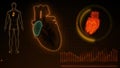 Function of Right Atrium of Human Heart