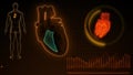 Function of Right Ventricle of Human Heart