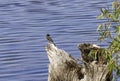 Lower Sand Cove pond with black bird perched on a old stump