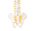 Lower spine coccyx and sacrum on a white background, isolate. Tailbone anatomy, disease coccygodynia