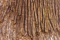 Texture of the lower bark of a palm tree