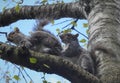 Lower view on couple of amazing grey colored squirrels with bushy tails sitting on grey branch. on