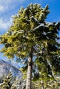 Lower view on high snowy pine tree in blue sky and sunlight Royalty Free Stock Photo