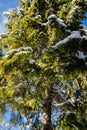 Lower view on high snowy pine tree in blue sky and sunlight Royalty Free Stock Photo