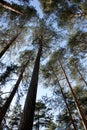 Lower view of the tops of tall slender pines Royalty Free Stock Photo