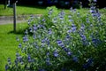 It is a lower woody shrub that offers late summer flowering of deep blue-violet color. The Heavenly Blue variety bears almost si