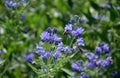 It is a lower woody shrub that offers late summer flowering of deep blue-violet color. The Heavenly Blue variety bears almost si