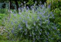 It is a lower woody shrub that offers late summer flowering of deep blue-violet color. The Heavenly Blue variety bears almost si Royalty Free Stock Photo