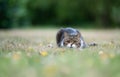 Lowered cat crouching on lawn hunting Royalty Free Stock Photo