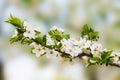Lowering. Beautiful white pear flower in the morning spring garden Royalty Free Stock Photo