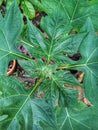 Tithonia diversifolia