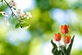 lowers on a blurry green background and a branch of a blossoming cherry tree Royalty Free Stock Photo