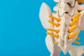 The lowest part of the spine is the coccyx and sacrum on a blue background. Problems with the spine and back pain