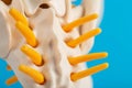 The lowest part of the spine is the coccyx and sacrum on a blue background. Problems with the spine and back pain