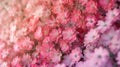 A lowgrowing patch of flowers in varying shades of pink creating a beautiful ombre effect Royalty Free Stock Photo