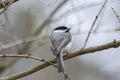A lowkey horizontal portrait, photograph of gray tufted titmouse bird perched on a brown limb Royalty Free Stock Photo