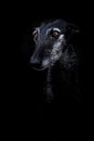 Lowkey Portrait of a black sighthound