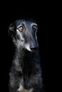 Lowkey Portrait of a black sighthound
