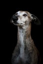 Lowkey Portrait of a brindle sighthound