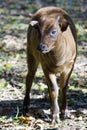 Lowland anoa (Bubalus depressicornis) calf Royalty Free Stock Photo