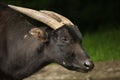 Lowland anoa (Bubalus depressicornis). Royalty Free Stock Photo