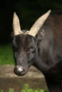 Lowland anoa (Bubalus depressicornis).